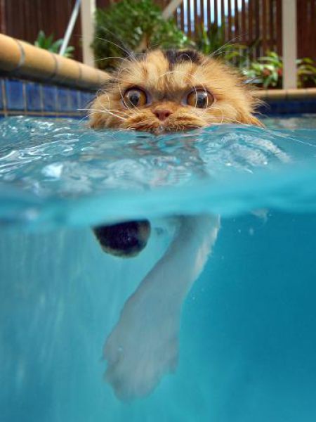 A fluffy cat with wide, startled eyes peers out from the surface of a swimming pool, its front paw submerged underwater and…