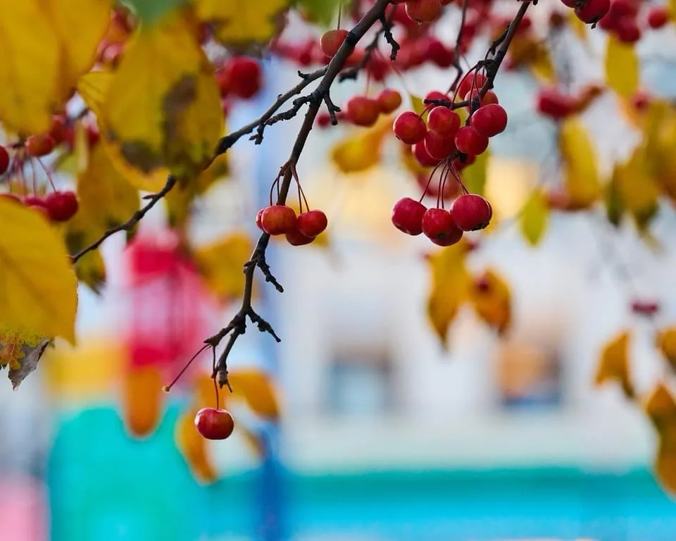 A close-up photograph of red crabapples hanging from a branch with yellow autumn leaves, set against a blurred background of…