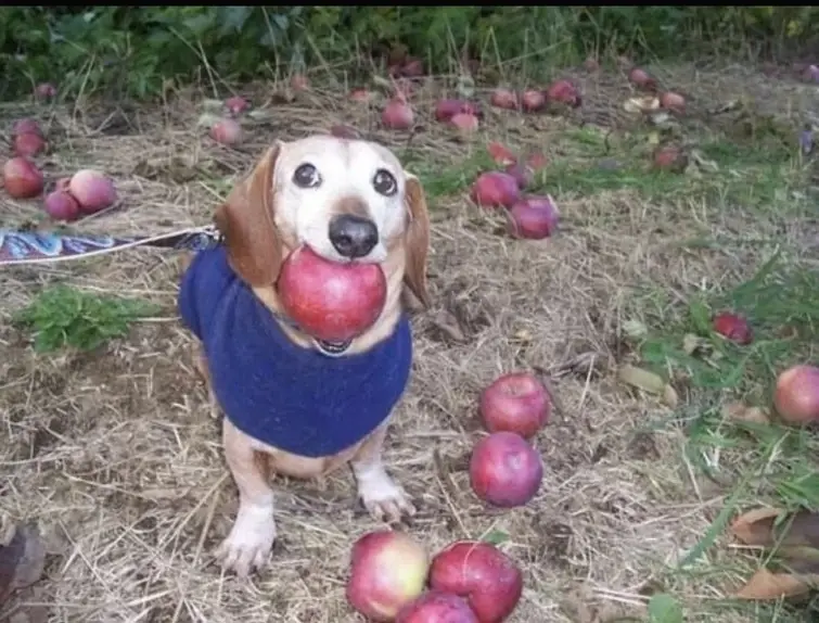 A dachshund wearing a blue sweater sits on dry grass surrounded by scattered red apples, holding one large apple in its…