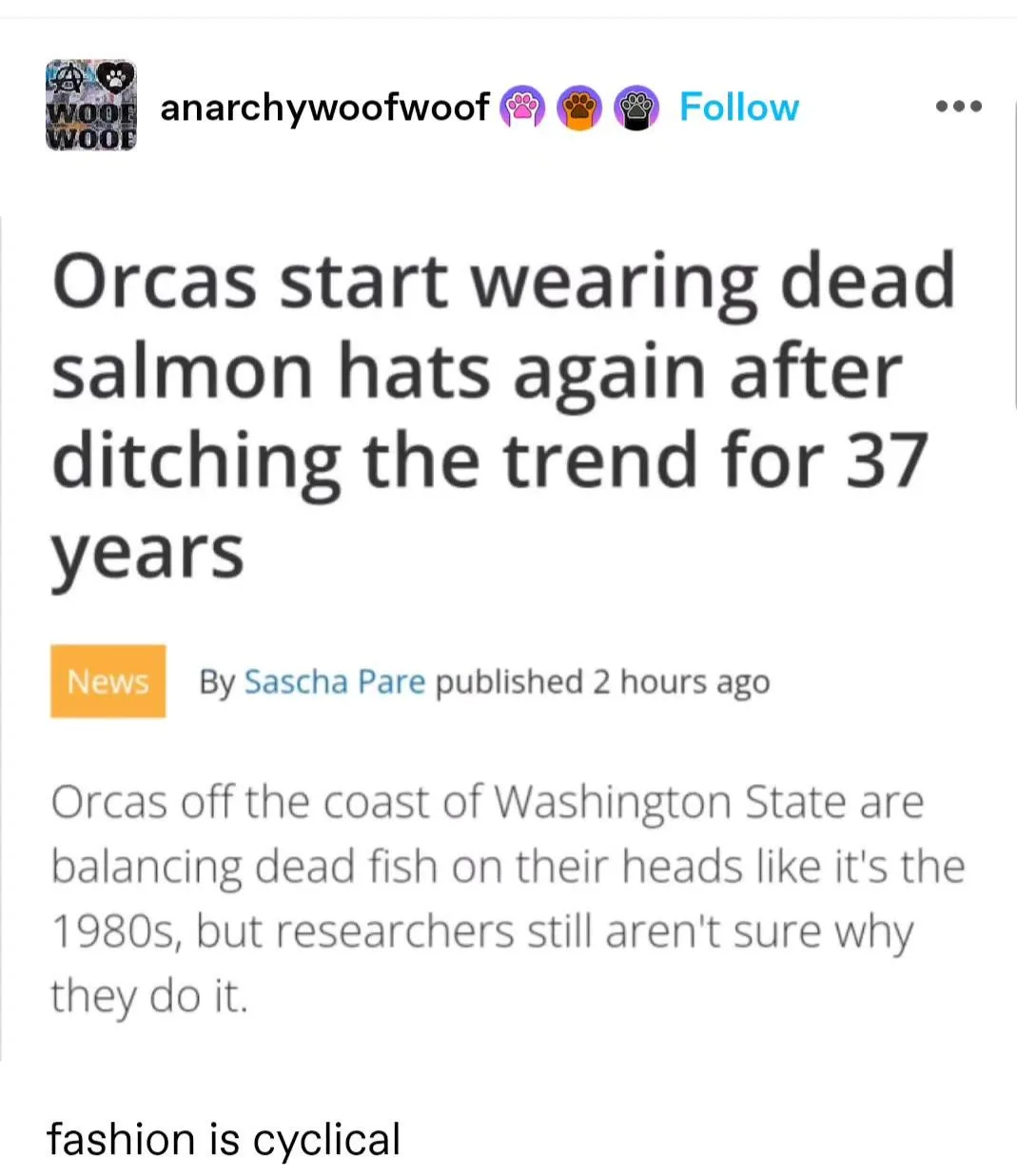 An image of a news article headline about orcas wearing dead salmon hats, with the caption 'fashion is cyclical' overlaid at…