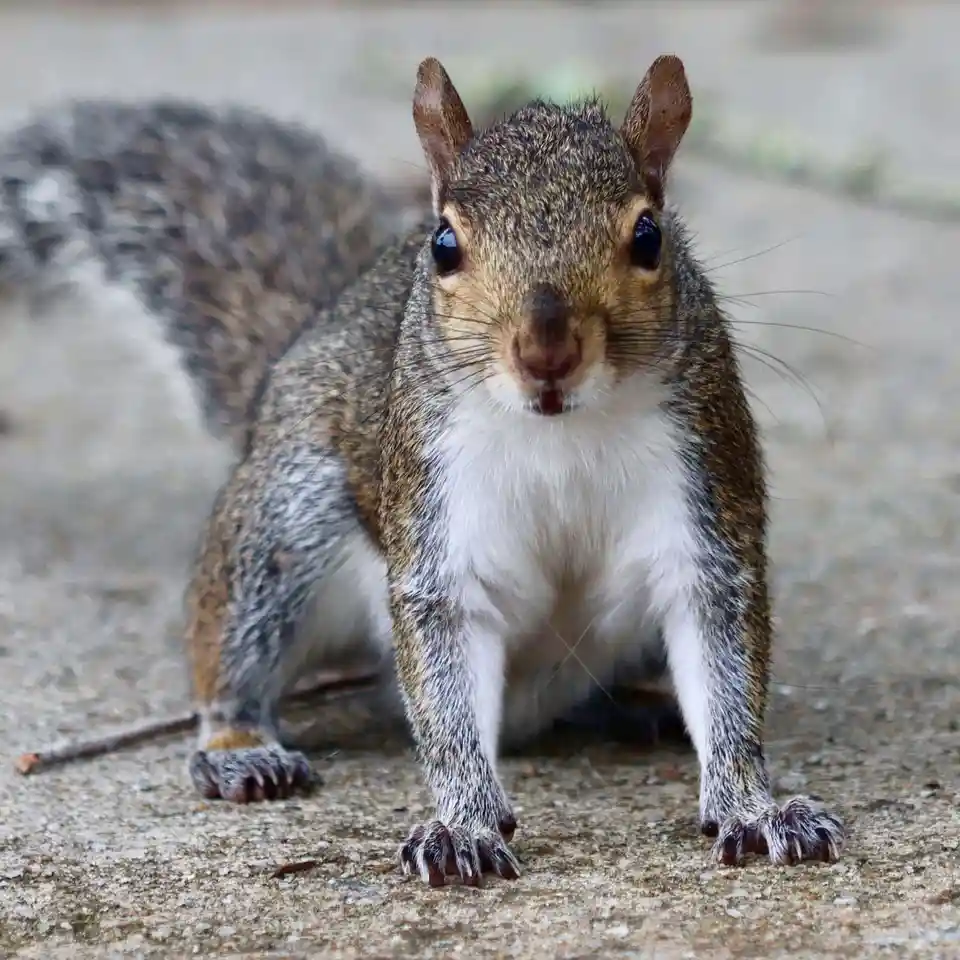 The Adorable Squirrel Chronicles