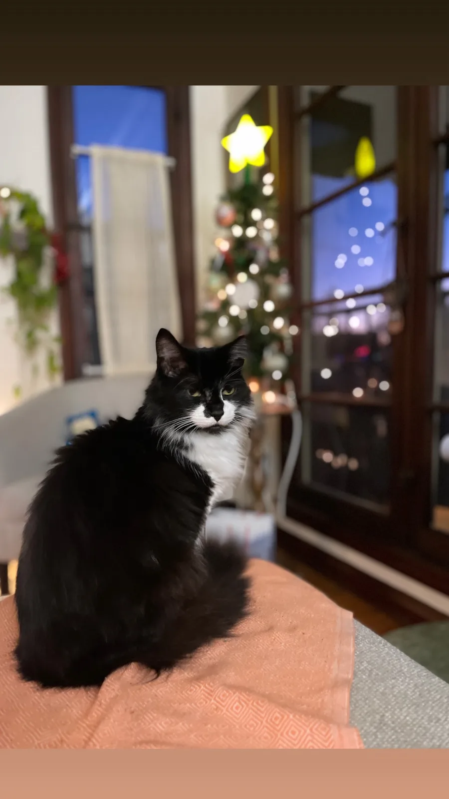 A black-and-white cat with a stern, unimpressed expression sits on a peach-colored blanket in front of a blurred Christmas…