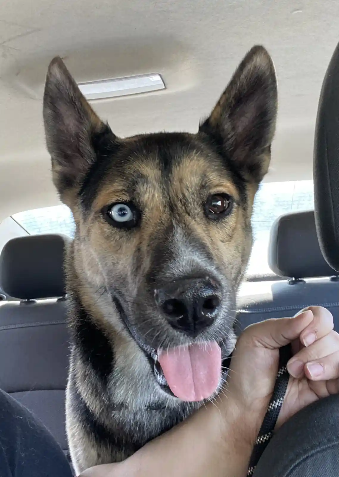 A close-up photo of a German Shepherd mix dog sitting in a car, looking directly at the camera with one blue eye and one…