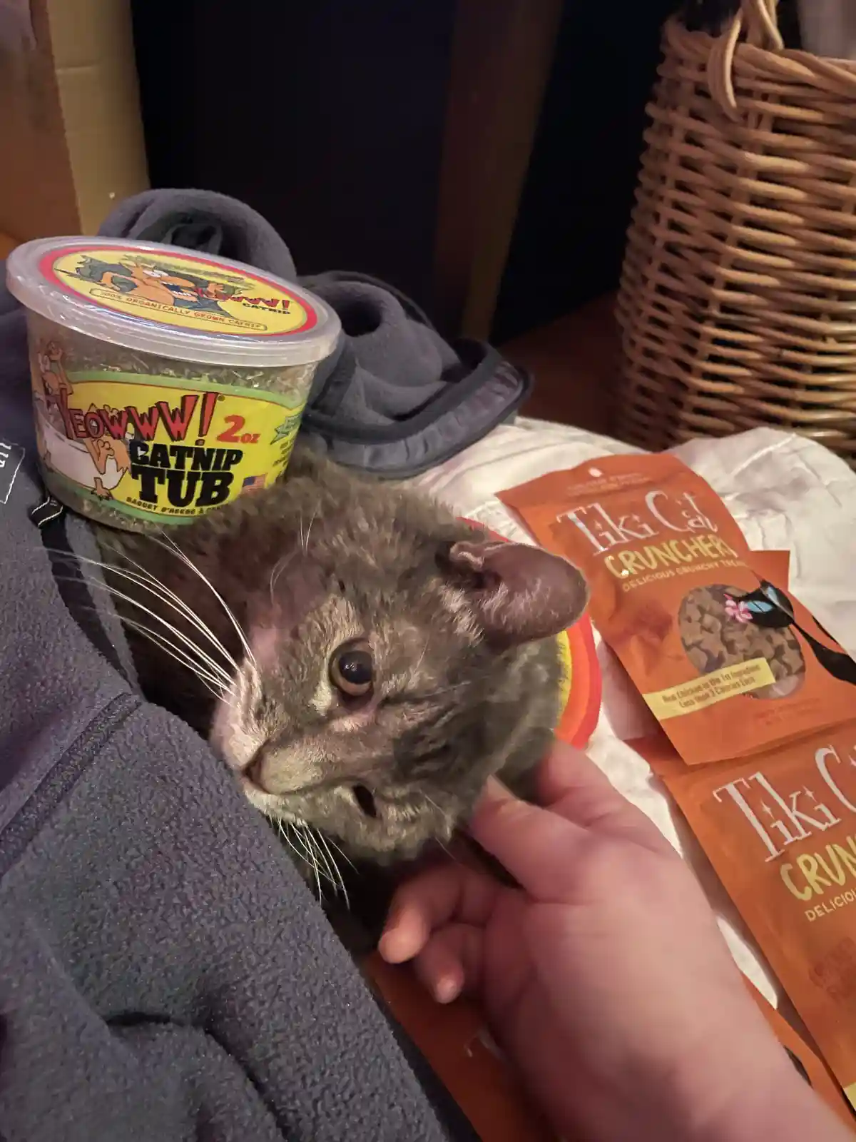 A grey cat is being held by a person's hand, looking directly at the camera with a slightly unimpressed expression…