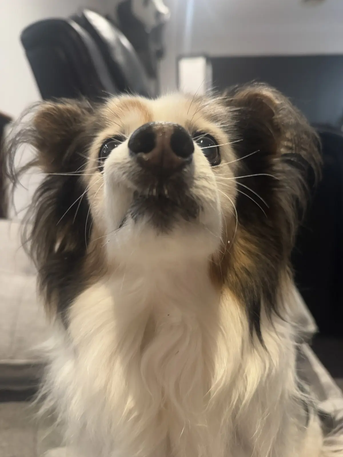 Daily Dose of My Dog Panko's Cuteness