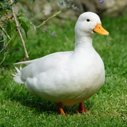 A white duck stands on green grass with a calm expression, looking slightly to the side. The image has text overlaid that…