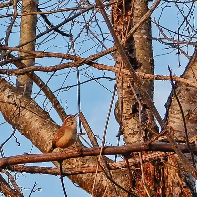 A small brown bird with a white stripe on its head perches on a bare tree branch, surrounded by tangled twigs against a…