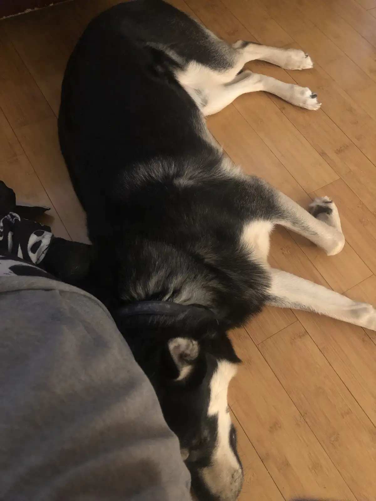 A black and white husky dog is lying on its side on a wooden floor, appearing very relaxed with its legs splayed out. Its…