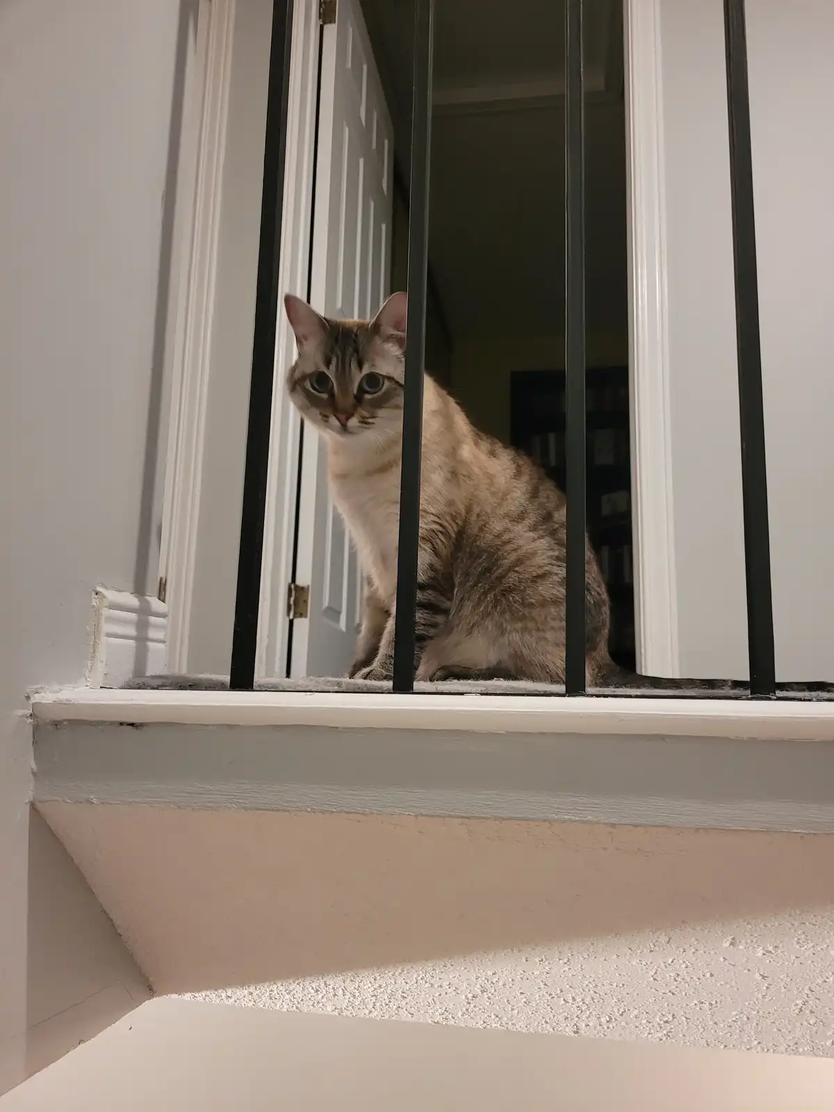 A tabby cat with large blue eyes sits behind black vertical bars, looking directly at the camera from a doorway. The cat is…
