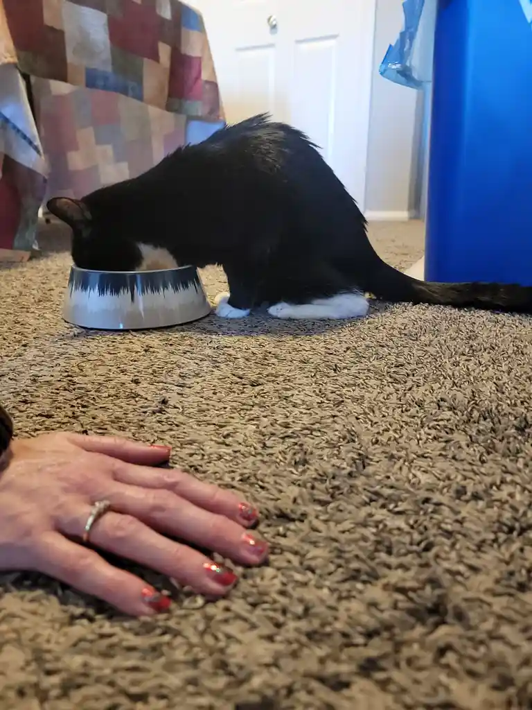 A black and white cat is eating from a silver bowl on a beige carpet, while a human hand with red glitter nail polish and a…