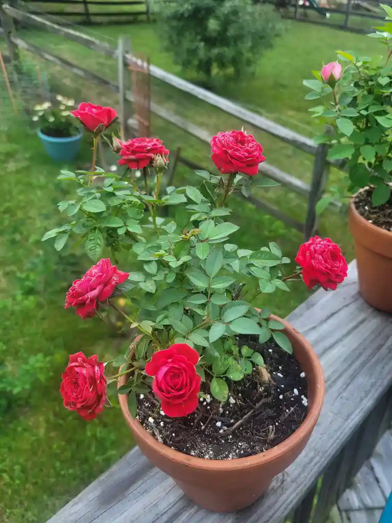 From Brown Twigs to Blooming Beauty: The Walmart Rescue Roses Journey