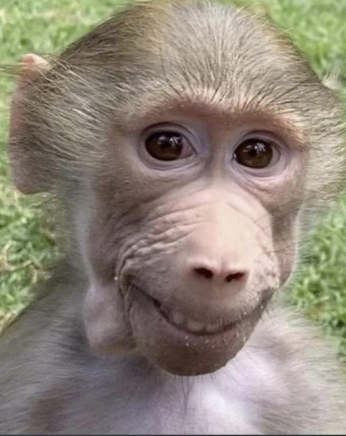 A close-up photo of a young baboon with a wide, toothy grin and large, expressive eyes, set against a blurred green grass…