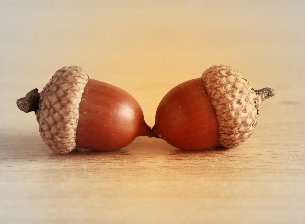 Two acorns are positioned nose-to-nose on a wooden surface, appearing to kiss. The acorns have textured caps and smooth…