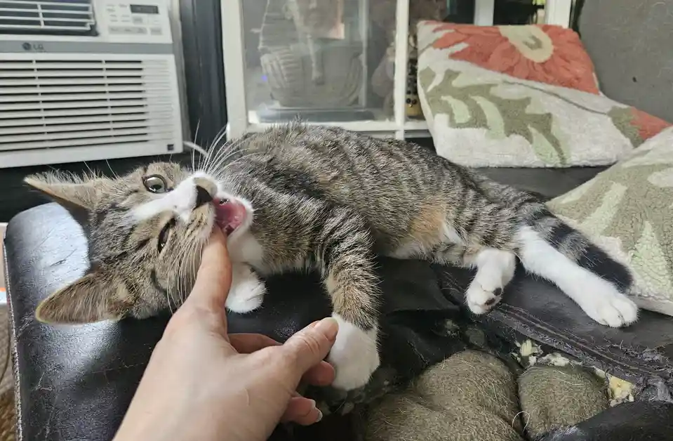 A tabby cat with white paws and a white muzzle lies on a black leather couch, licking a person's finger. The cat's eyes are…
