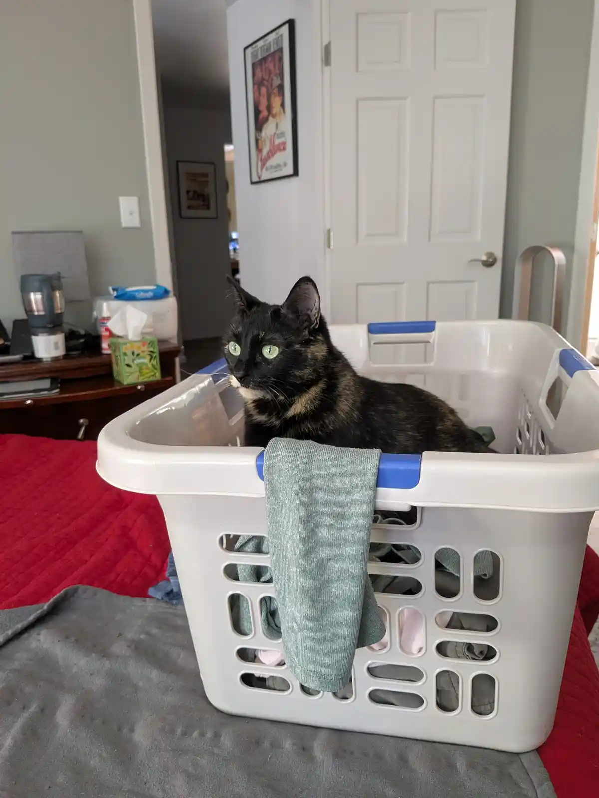A black and brown tortoiseshell cat with green eyes sits calmly inside a white plastic laundry basket filled with clothes…