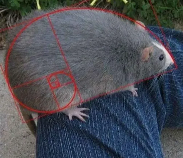 a gray rat with a white patch on its face is resting on a person's denim-clad leg, with a red fibonacci spiral and grid…