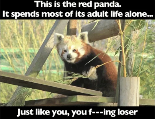A red panda sits on a wooden structure holding bamboo, with text overlaid that reads 'This is the red panda. It spends most…