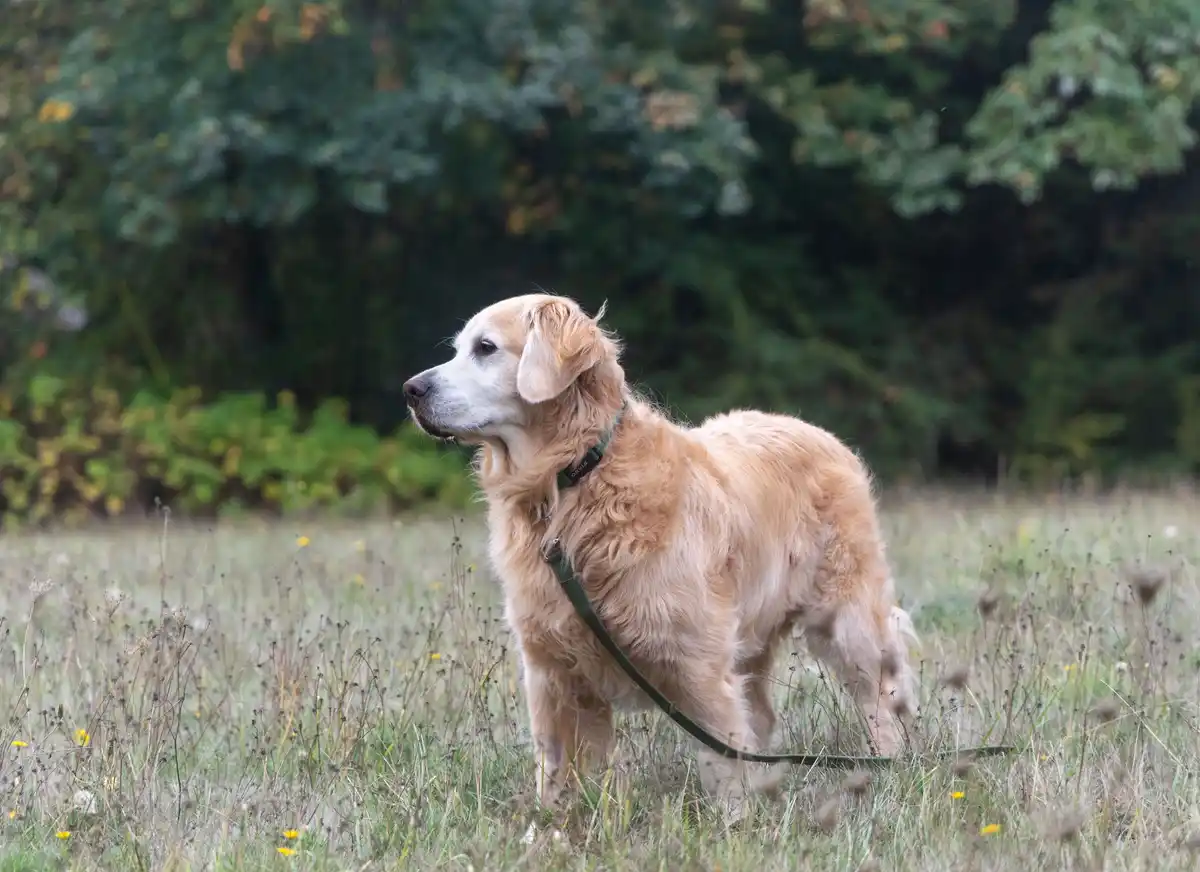 A golden retriever stands in a grassy field with trees in the background, wearing a green leash and collar. The dog looks…