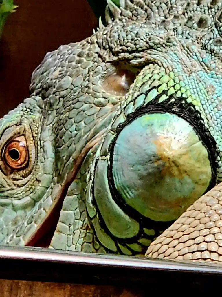 A close-up photo of a green iguana's head shows one normal eye and one eye that is visibly bulging and protruding outward…