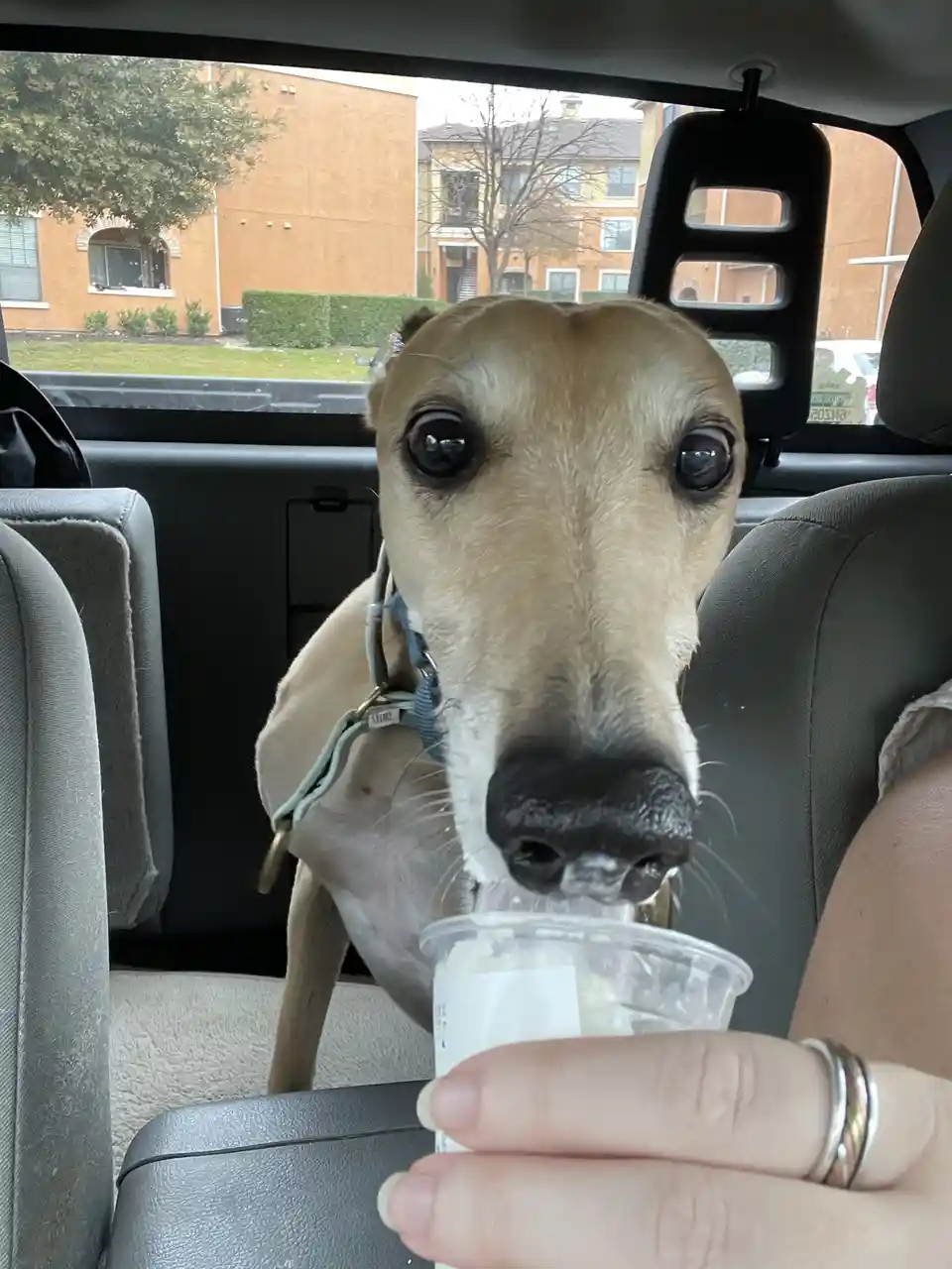 A light brown greyhound with large dark eyes is sitting in the backseat of a car, licking a small plastic cup of ice cream…