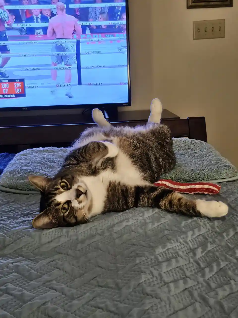 A tabby cat with white paws and chest lies on its back on a gray bedspread, looking up with wide, unimpressed eyes. Behind…