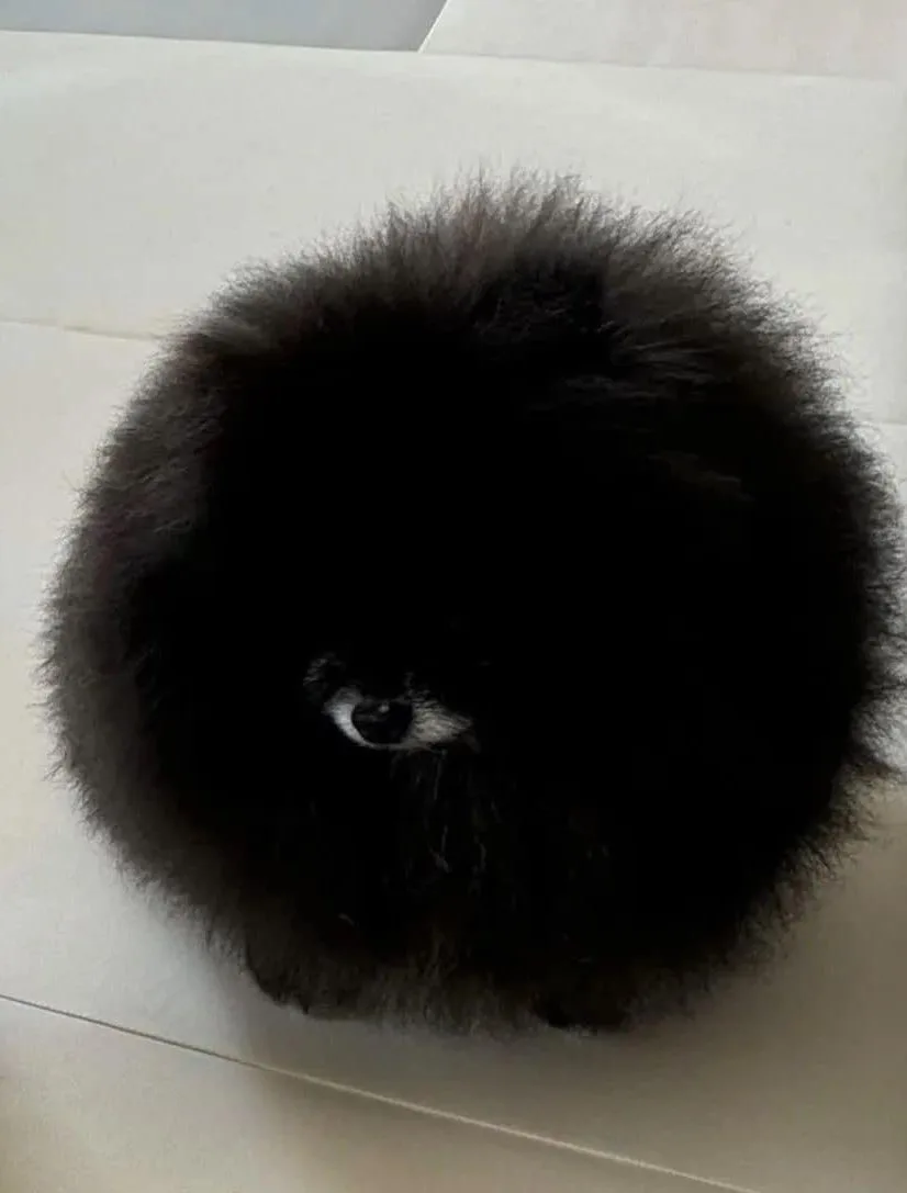 For a moment, I seriously mistook this for a fluffy eyeball.