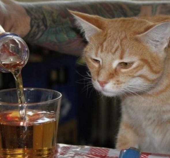 An orange tabby cat with a disdainful expression watches as a person pours amber liquid from a glass bottle into a drinking…