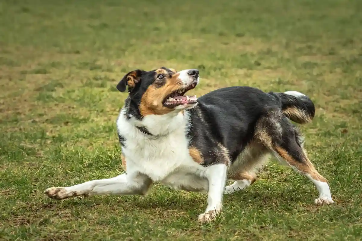 A tri-color dog with black, white, and tan fur is captured mid-stride on a grassy field, mouth open and teeth bared in an…