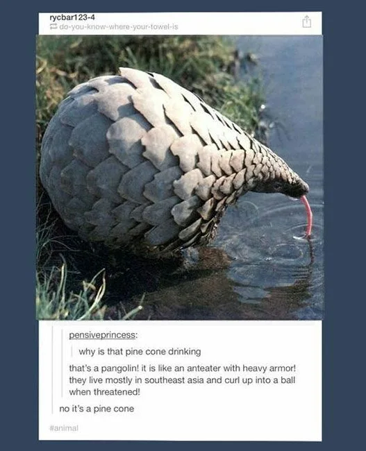 Let’s go, Pinecones! Rally time!