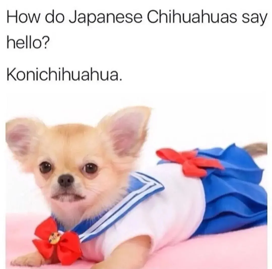 A small, light-brown Chihuahua wearing a blue and white sailor-style outfit with red bows lies on a pink surface. The text…