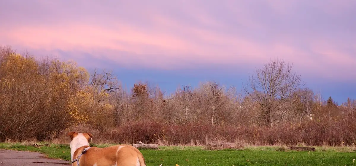 A tan and white dog wearing a harness stands on a grassy field beside a path, looking toward a line of autumn-colored trees…