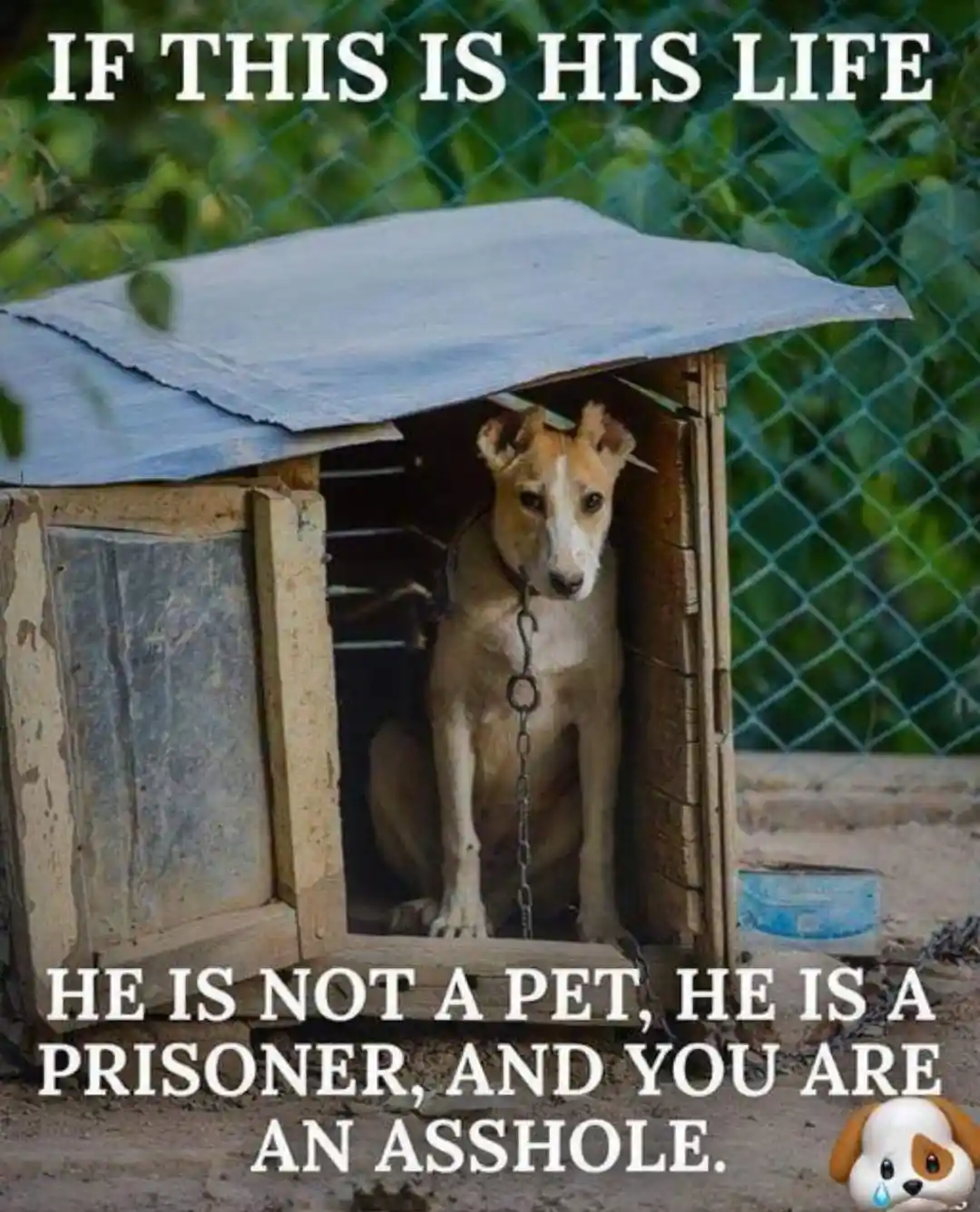A dog sits inside a small, dilapidated wooden kennel with a tarp roof, chained to the door, behind a chain-link fence. The…