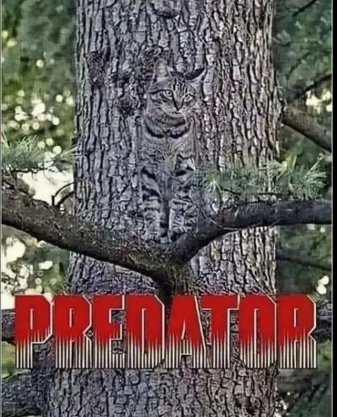 A cat is camouflaged against the bark of a tree trunk in a forest, its fur pattern blending with the tree's texture. The…