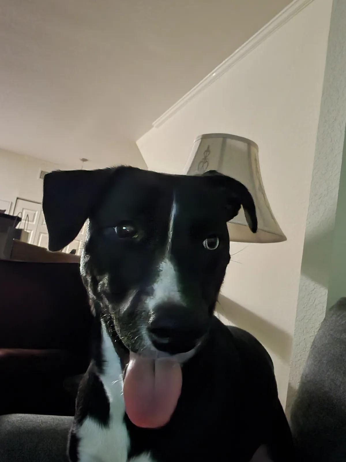 A black and white dog with its tongue out stares directly at the camera from a low-angle shot inside a home, with a…
