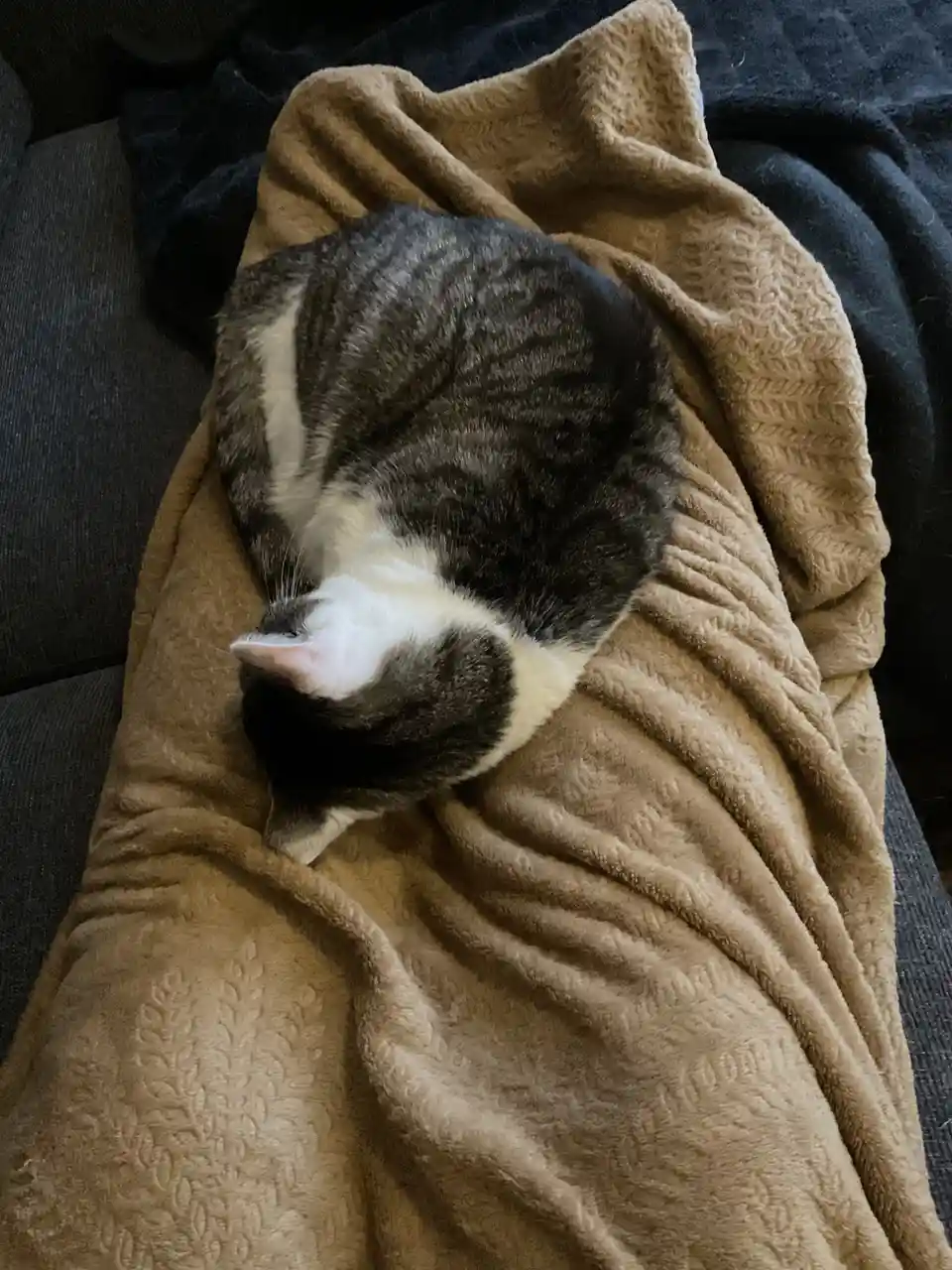 A gray and white tabby cat is curled up tightly in a ball on a brown textured blanket, which is draped over a dark gray…