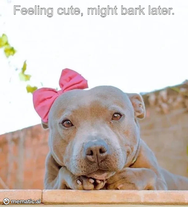 Missing My Beloved Pit Bull Every Day