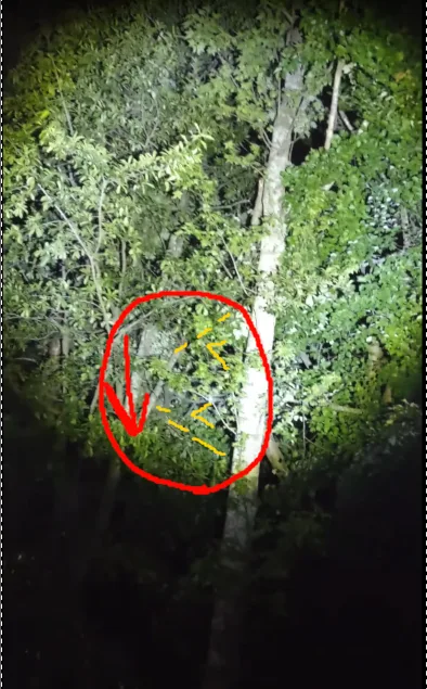 A nighttime forest scene illuminated by a flashlight, showing dense foliage and tree trunks. A red circle with a downward…