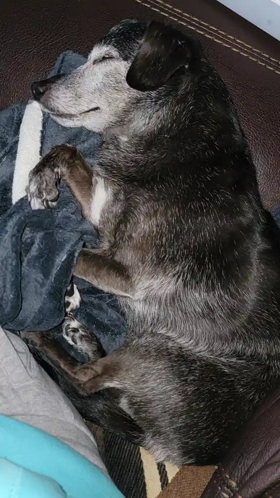 An older, grey and black dog with white muzzle hair is sleeping curled up on a blue blanket on a brown leather couch. Its…