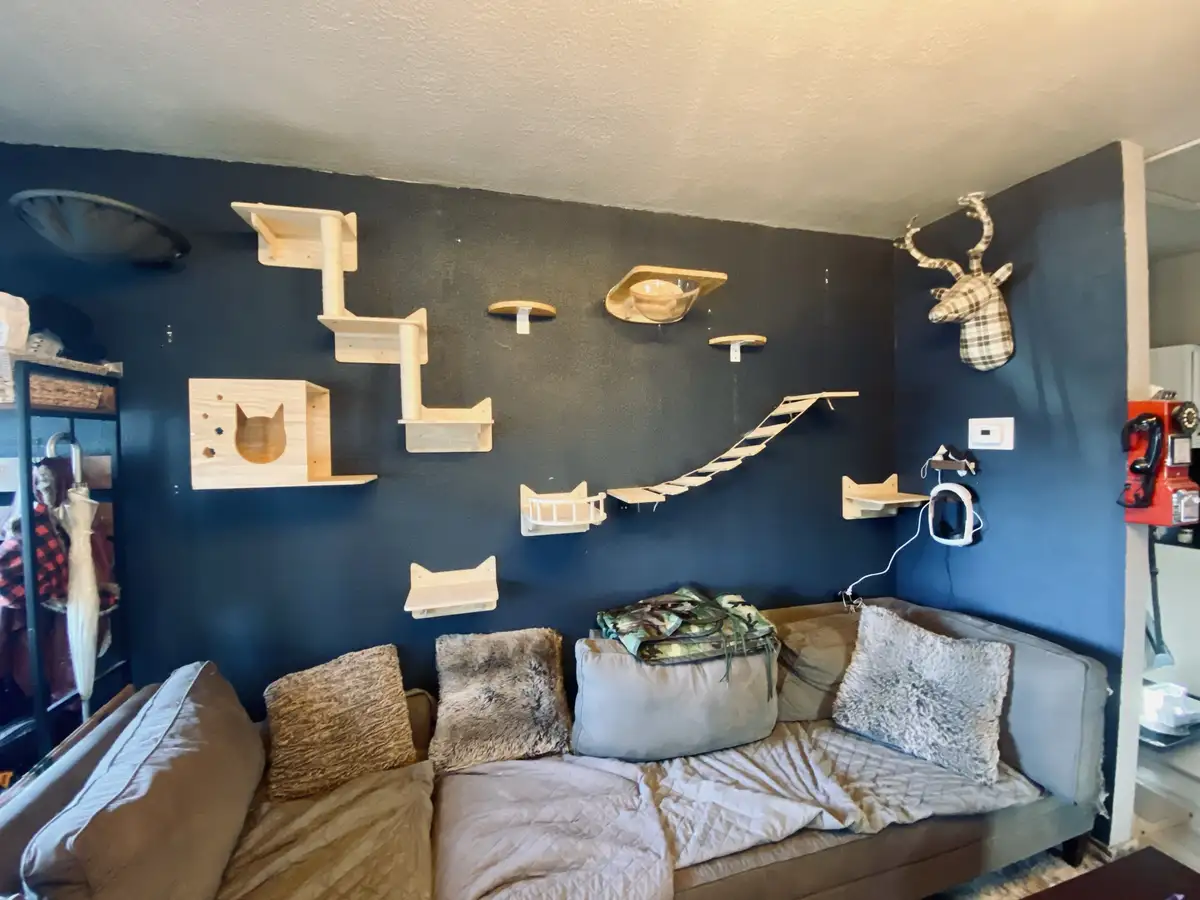 Will They Approve of This Creative Cat Wall?