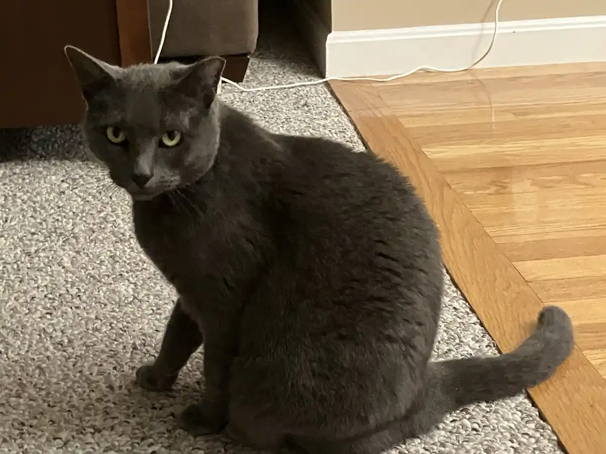 A gray cat sits on a carpeted floor near a wooden floor, looking directly at the camera with a stern expression. The…