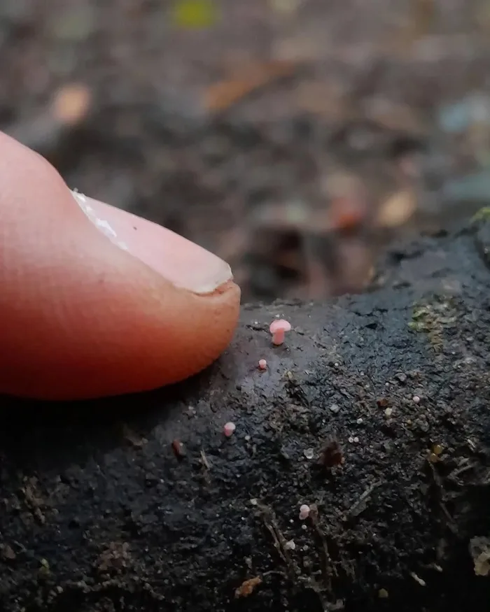 A close-up photo shows a human fingertip next to several tiny pink mushrooms growing on dark, textured bark. The fingertip…