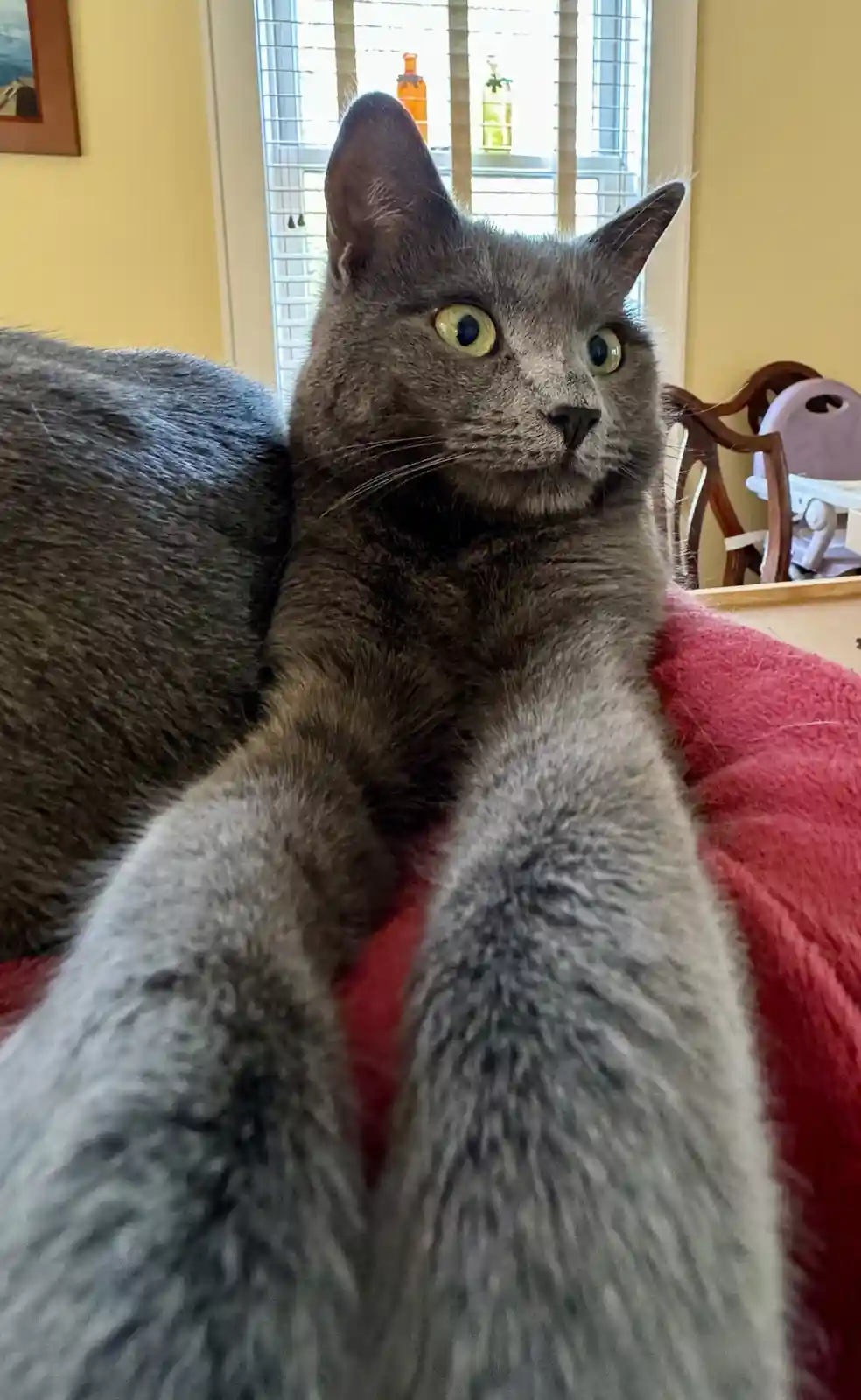 A close-up photo of a gray cat with wide, startled green eyes looking off-camera, its front paws in the foreground. The cat…