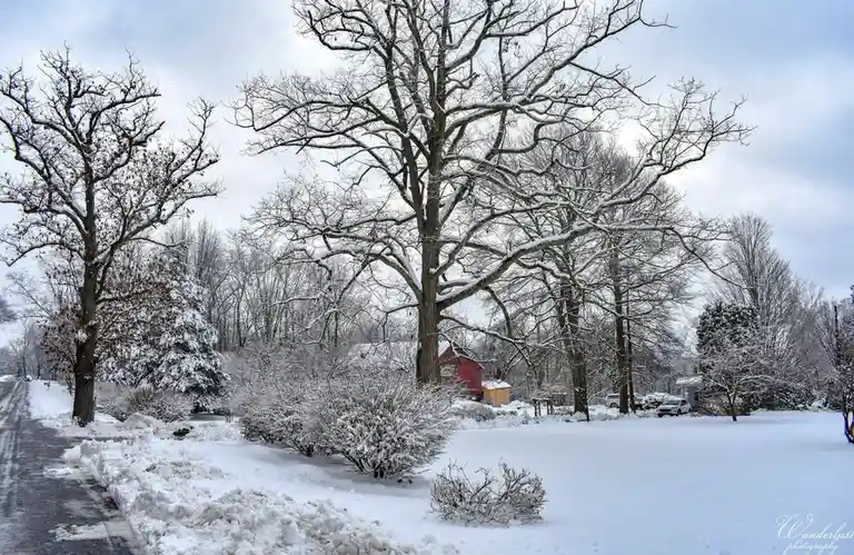 A snowy suburban landscape with bare trees, snow-covered bushes, and a road with tire tracks. A red barn is visible in the…