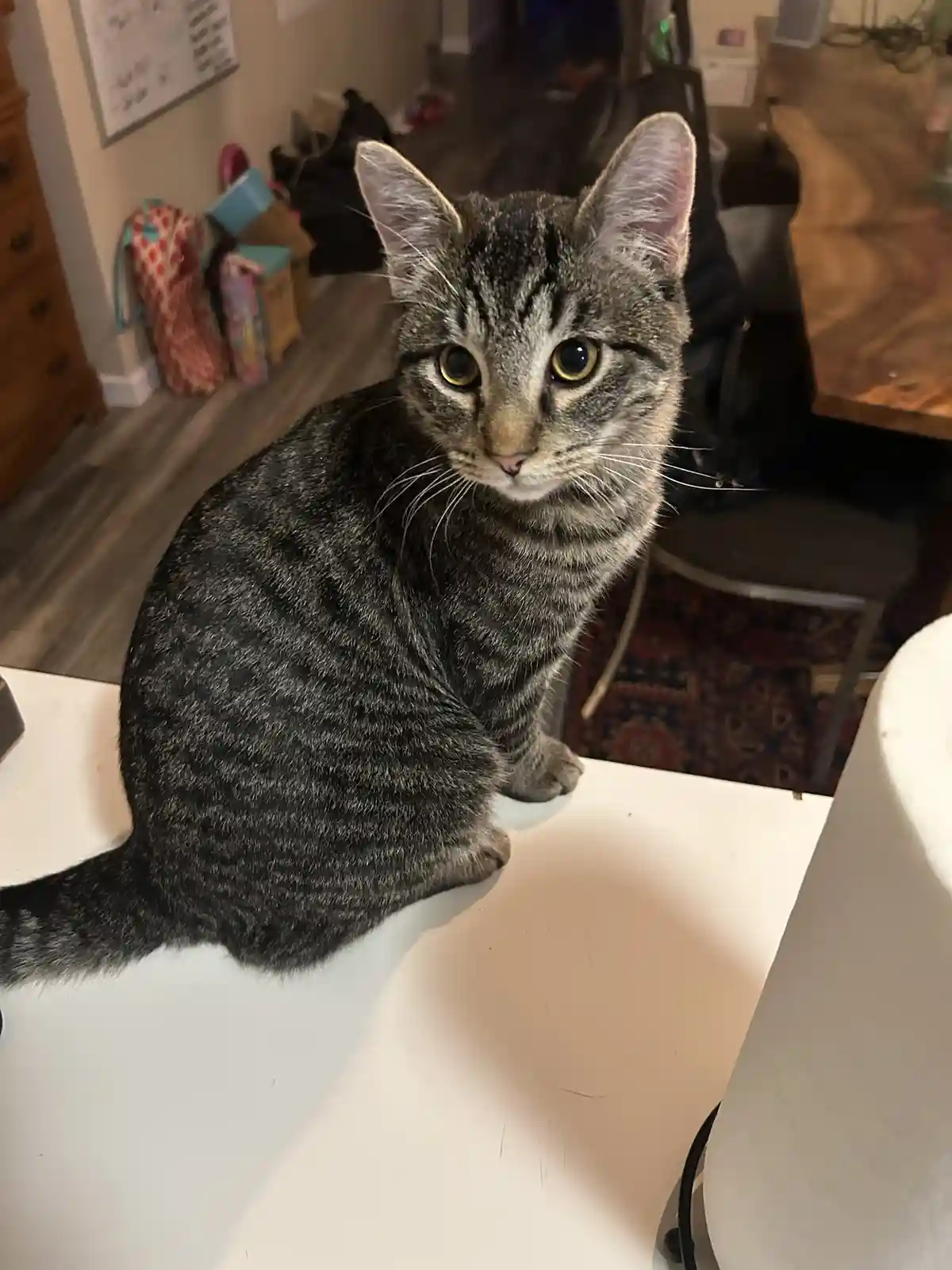 A gray tabby cat with striking yellow eyes sits upright on a white surface, looking directly at the camera with an intense…