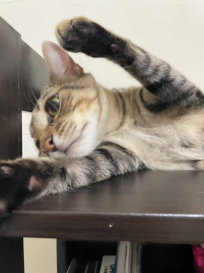 A tabby cat lies on its back on a dark wooden shelf, one paw raised as if shielding its eyes or stretching, while the other…