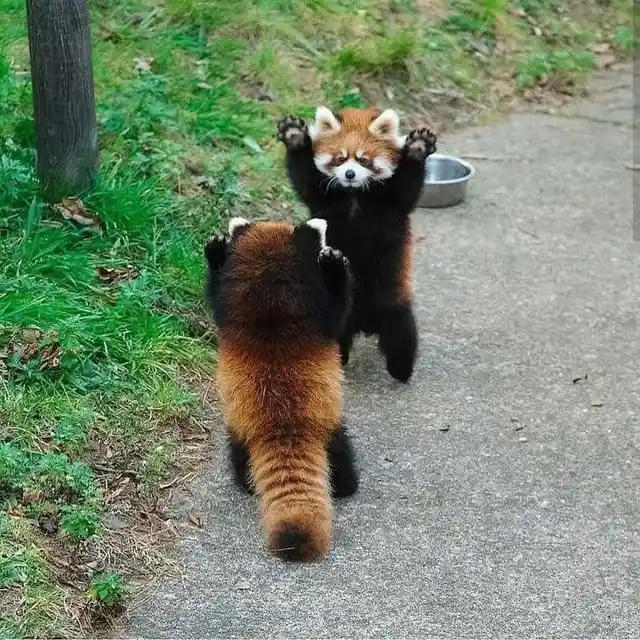 Two red pandas are standing on a paved path next to grass and a metal bowl. The one in front has its back to the camera…