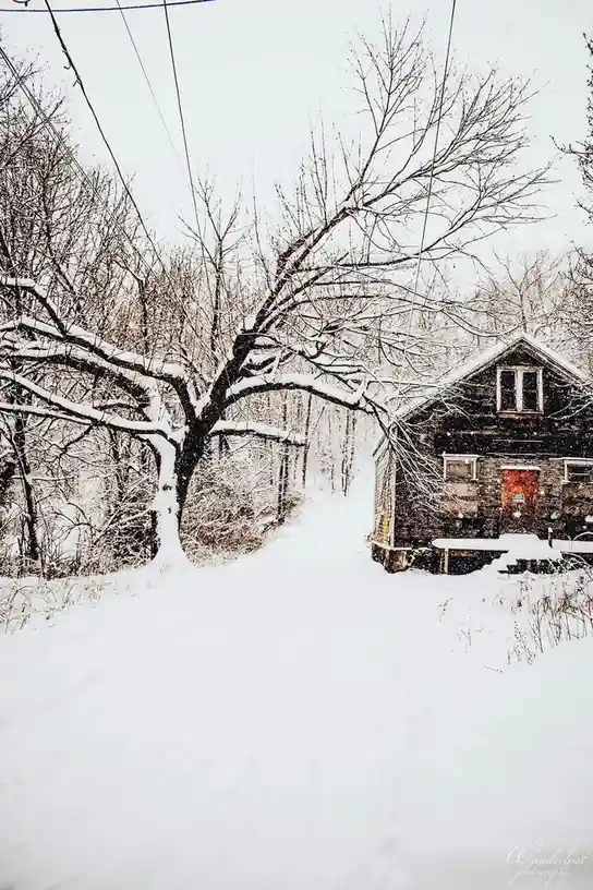 A snowy, desolate winter scene shows a small, dark wooden house partially obscured by bare, snow-laden trees. The ground is…