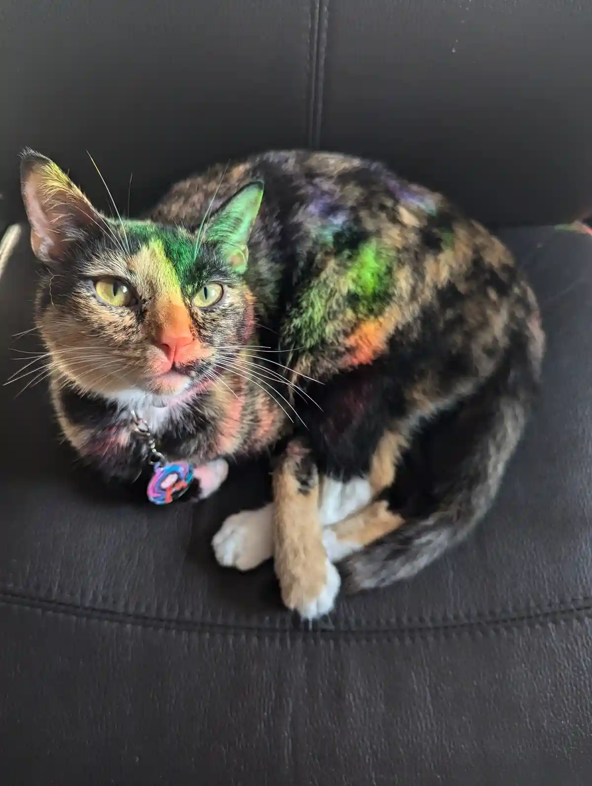 A tortoiseshell cat with white paws sits curled on a black leather couch, its fur illuminated by colorful light, creating…