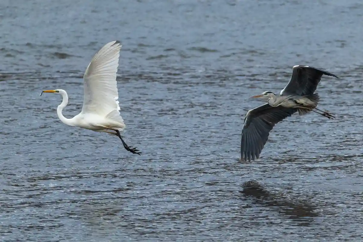 Two herons fly over water; a white heron on the left holds a small fish in its beak, while a grey heron on the right flies…