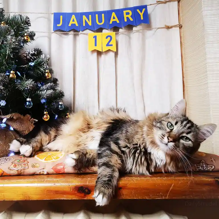 A fluffy long-haired cat with green eyes lounges on a wooden shelf, looking bored or unimpressed. Behind it, a blue banner…